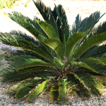 PALM SAGO #45 24" 4' CT B&B