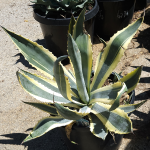 AGAVE OPAL #5