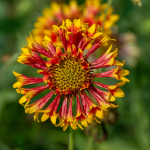 GAILLARDIA #1