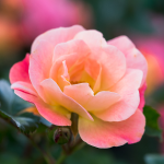 ROSE KNOCKOUT ASSORTED #3