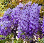 WISTERIA CHINESE TREE FORM #5