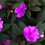 BEDDING NEW GUINEA IMPATIENS #2