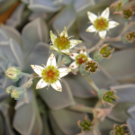 SUCCULENT GHOST PLANT #1