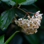 VIBURNUM SANDANKWA #3