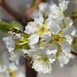 FRUIT PLUM TREE #3 #5