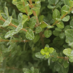 BOXWOOD BABY GEM GLOBE #7