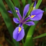 IRIS LOUISIANA #1