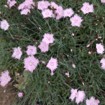 DIANTHUS #1