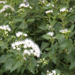 MISTFLOWER WHITE #1