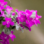TEXAS SAGE MICROBURST DWARF #3