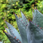 AGAVE WHALES TONGUE #5