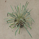 YUCCA BRIGHT EDGE #5