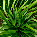 YUCCA TWISTLEAF GREEN #3 #5