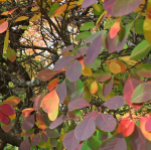 SMOKE TREE AMERICAN #5