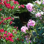 OLEANDER #1