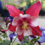 COLUMBINE #1