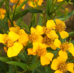 MEXICAN MARIGOLD MINT #1