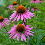 CONEFLOWER #1