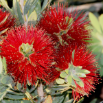 BOTTLEBRUSH DWARF #1