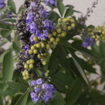 VITEX DWARF #3