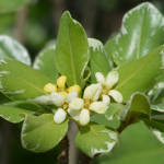 PITTOSPORUM DWARF VARIEGATED #5