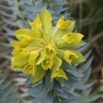 EUPHORBIA GOPHER PLANT #1