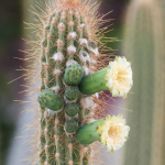 CACTUS ORGAN PIPE #5