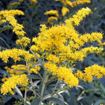 GOLDEN ROD #1