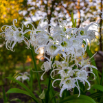 SPIDER LILY #3