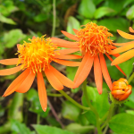 MEXICAN FLAME VINE #5