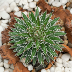 AGAVE SCHIDIGERA #5