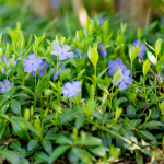 VINCA GROUND COVER #1