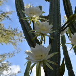 CACTUS SAN PEDRO #5