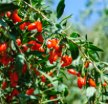 FRUIT GOJI BERRY #3