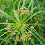 GRASS UMBRELLA #3