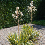 YUCCA SPANISH DAGGER VARIEGATED #15