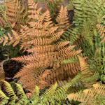 FERN AUTUMN #1