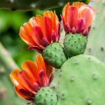 OPUNTIA SPINELESS #15