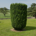 YEW TAXUS UPRIGHT #3