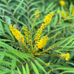 MAHONIA SOFT CARESS #3