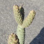 OPUNTIA SPRUCE CONE #2 #3