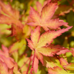 MAPLE JAPANESE CORAL BARK 24"