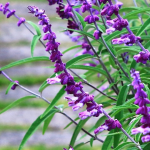 SALVIA MEXICAN BUSH SAGE #5