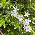 MYOPORUM #1