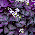 OXALIS PURPLE #1