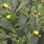 OPUNTIA ENGELMANS #5