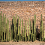 CACTUS MEXICAN FENCE POST #15