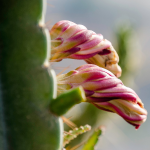 CACTUS CEREUS PERUVIAN APPLE #15