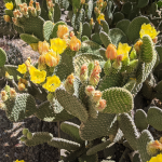 CACTUS OPUNTIA BUNNY EAR #3