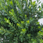 BOXWOOD BABY GEM BABY JADE  #1